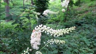 Black Cohosh for Womens Health Hormonal Balance [upl. by Handy]