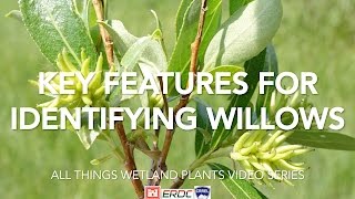 Key Features for Identifying Willows [upl. by Burkitt]