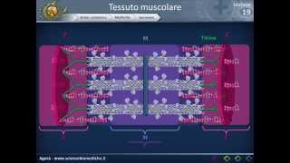 Istologia 19  Muscolare parte 1 [upl. by Valtin]