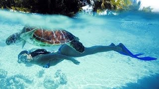 Excursiones Riviera Maya  Snorkel con Tortugas en Akumal [upl. by Anirec]