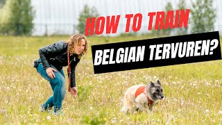 How to train Belgian Tervuren [upl. by Adnaugal63]