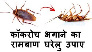 कॉकरोच भगाने का रामबाण घरेलु उपाए  Cockroach bhagane ka tarika [upl. by Willow]