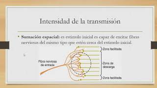 Tipos de Fibras Sensitivas y Conducción Saltatoria [upl. by Suilenrac410]