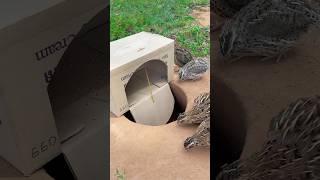 Really good quail trap using cardboard box shorts [upl. by Ailina693]