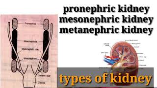 types of kidney in hindi  pronephricmesonephric or metanephric kidney in hindi [upl. by Atilegna]