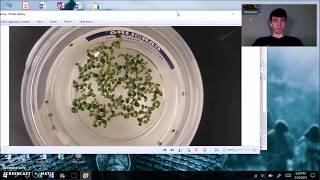 How To Calculate LiveDead Area of Lemna minor Fronds using ImageJ Color Segmentation [upl. by Garey201]