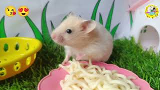 Hamsters who like to play eat and sleep Their favorite foods are vegetables and small grains [upl. by Eicrad316]