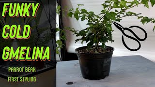 Funky Cold Gmelina  Fall Updates amp Overwintering Bonsai Prep [upl. by Corbin]