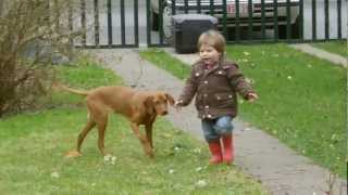 The little boy and the dog  Onze Tiezz met onze Vizsla Hatchie [upl. by Teddi730]