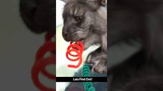 DIY Cat Toys Your Cat Will Go Crazy For 320 [upl. by Ykcor]