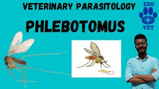 PhlebotomusThe Sand FlyVeterinary Parasitology [upl. by Winchester]