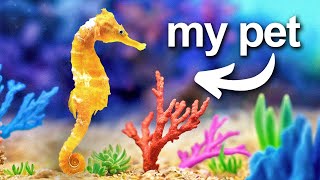 I Built a Coral Reef for my pet seahorse [upl. by Bilicki326]