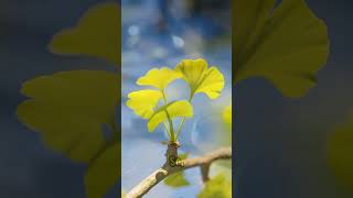 The truth about Ginkgo biloba benefits shorts facts food [upl. by Gluck798]