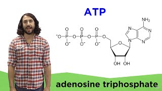 Metabolism and ATP [upl. by Leor]