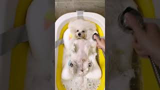 Transform Your Pups Bath Time Tips for a StressFree Experience shots [upl. by Cristine]