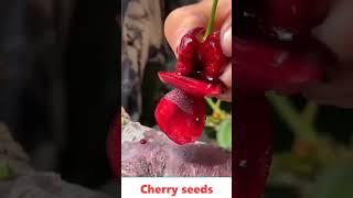 HighYield Cherry Tree Seeds [upl. by Liagaba]