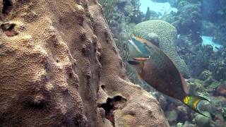 Lets Dive Bonaire Highlights [upl. by Oah]