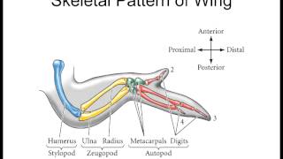 Lecture 9 Limb Specification [upl. by Todd739]