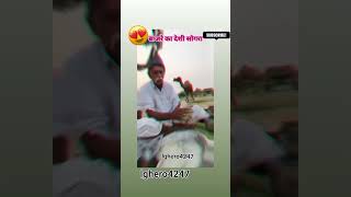 Bajare ka sogara like and subscriberajasthan shorts [upl. by Esinej]