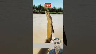 मगरमच्छ छलांग कैसे लगाता है  crocodile jump 🐊🐊shorts crocodile viralshort trending [upl. by Acinorahs]