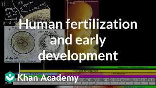 Human fertilization and early development  High school biology  Khan Academy [upl. by Jody]