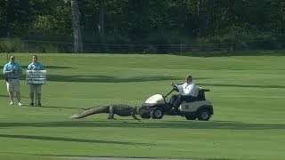 Threelegged alligator crosses fairway at the Zurich Classic [upl. by Droc147]