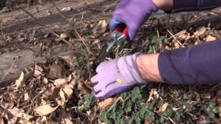 How to Cut Back Catmint in Spring [upl. by Aieken]