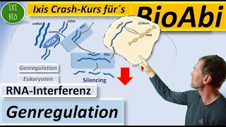 Genregulation vor der Translation durch RNAInterferenz Silencing durch siRNA bei Eukaryoten [upl. by Baptiste]