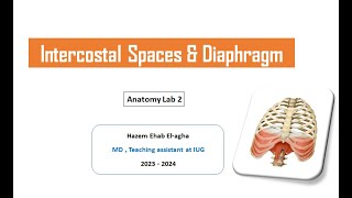 Intercostal Spaces amp Diaphragm I Anatomy lab 2 [upl. by Dent]