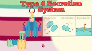 Type 4 Secretion System [upl. by Eserahc]