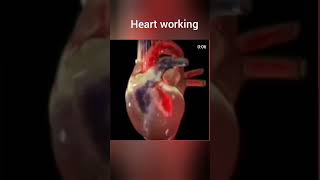 Heart working । हृदय। shorts । Blood circulation । biology [upl. by Missi998]