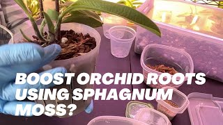 Boosting Orchid Root Growth with Sphagnum Moss Use Sphagnum Moss to boost root growth [upl. by Oberon]