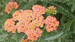 Plant of the Week Herbs Yarrow in all of its Colors [upl. by Retep492]