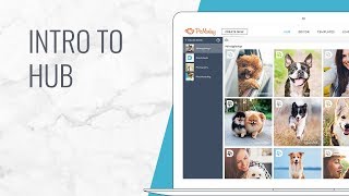 Intro to PicMonkey Hub [upl. by Acinet517]