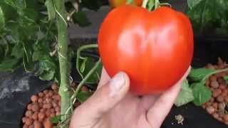 1lb Hydroponic Tomato Deep Water Culture [upl. by Dlawso574]