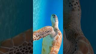 Swimming with turtles in Curaçao 🐢🌊 [upl. by Woodrow360]