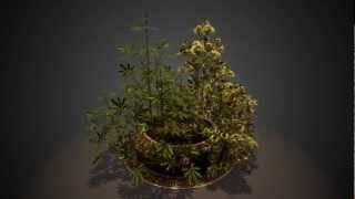 Free Hemp Plants  Nobiax [upl. by Denie]