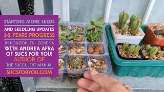 Starting new succulent seeds and seedling updates 12 years progress [upl. by Gregoor]