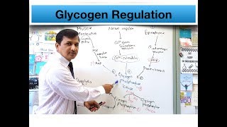 Glycogen  Regulation Detailed Review [upl. by Ainessey]