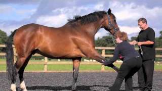 Equine Shiatsu 2011 [upl. by Ping]