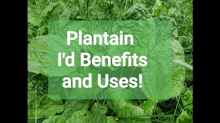 Medicinal benefits and uses of Plantain [upl. by Attener]