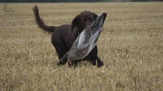 Gänsejagd an der dänischen Grenze [upl. by Obadias]