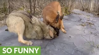 Wolf and dog share incredible friendship [upl. by Emily]