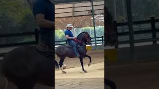 Los mejores CABALLOS colombianos🇨🇴parati caballofino caballoscolombianos caballosdepaso [upl. by Llehsem]