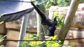 Howls of the Siamang at Memphis Zoo [upl. by Notgnimer]