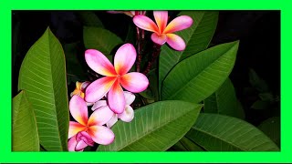 How To Grow Frangipani From Cuttings  Frangipani Plumeria Propagation [upl. by Wawro]