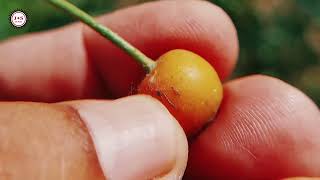 seed ball of roses flowers plant macro closeup [upl. by Lrem]