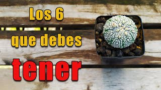 ¿Cuántas especies de cactus Astrophytum existen ¡Descúbrelo hoy mismo [upl. by Turner]