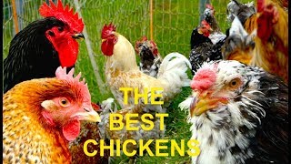 TOP 20 The best chicken breeds for homestead farming selfsufficient egg layers and table fowl [upl. by Ailhad]