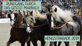 Rundgang bei der Hengstparade Marbach 29092019  II [upl. by Ellehcar]